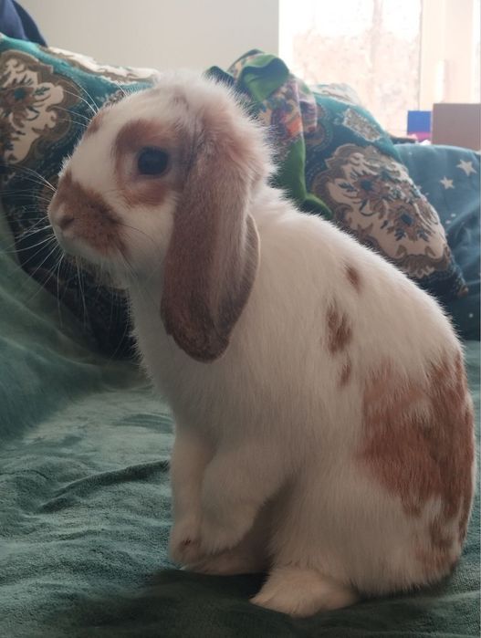 Quyon sotiladi qarshi shahar