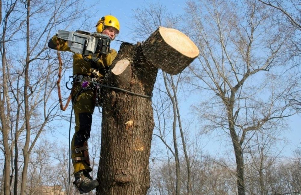 Спил деревьев любой сложности ! ! !