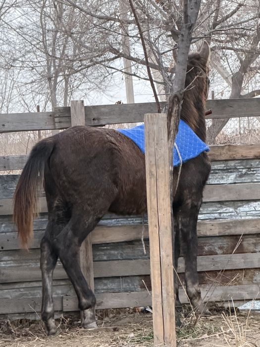 Жабағы, жабагы , тай