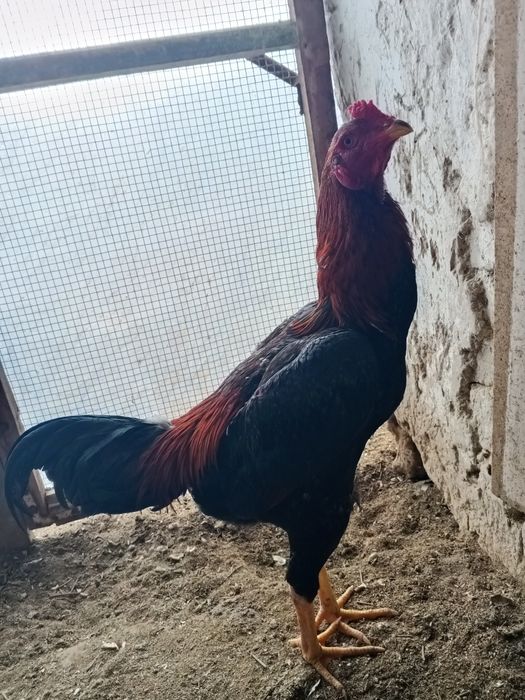 Xoʻroz sotiladi urushgan videolari bor bugun 26 yanvarda urushtirdim