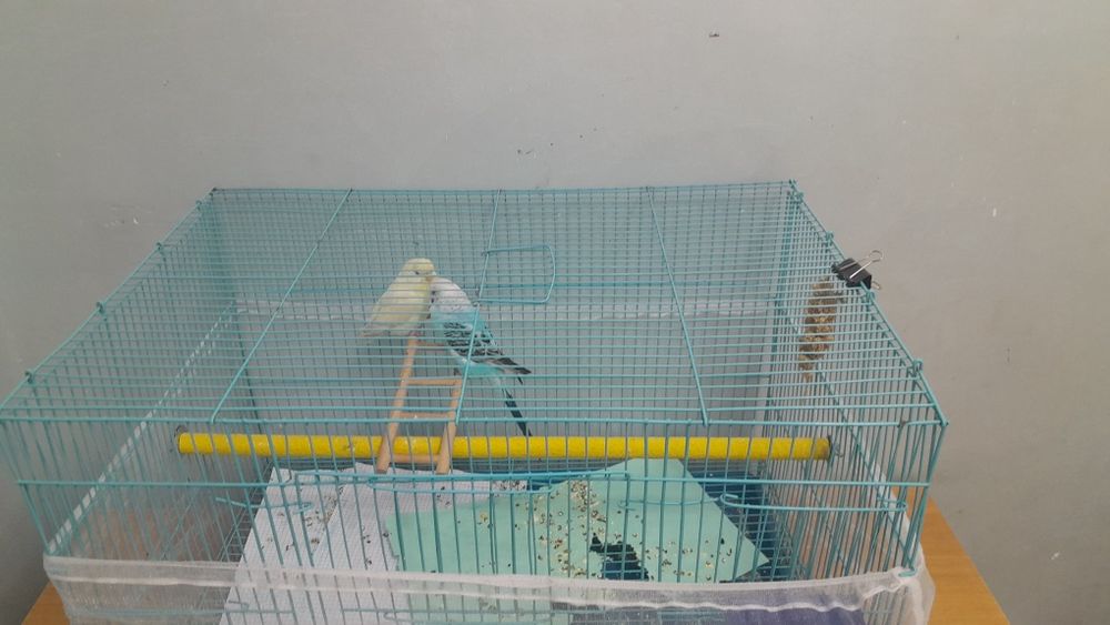 Папугай с клеткой