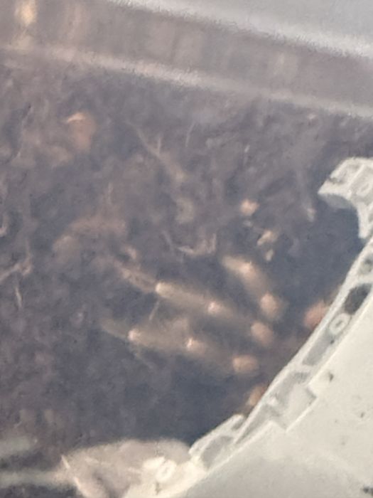 Продам паука самка Brachypelma smithi
