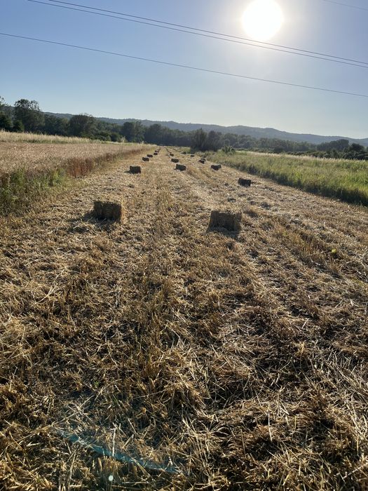 Baloti de paie orz grau