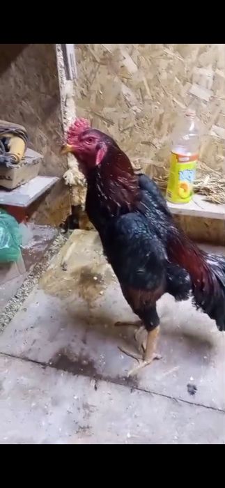 Дакан убийца, хороший. Срочно.