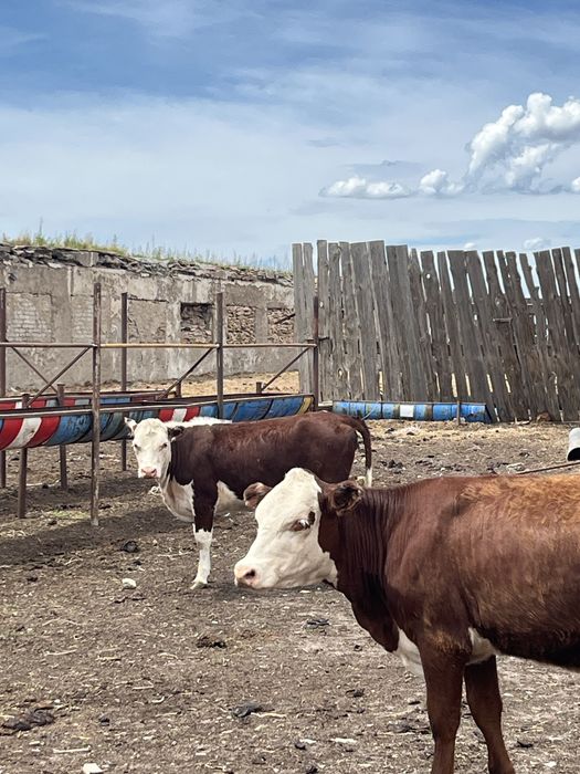Продам 26 голов телок полуторагодовалых
