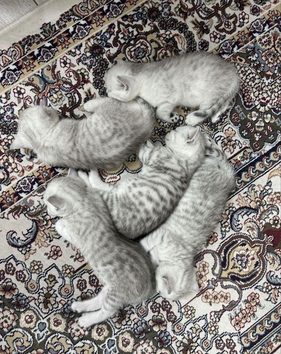 Шотландские котята