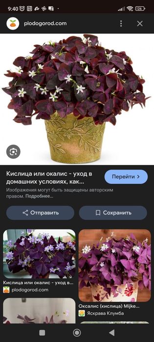 Продам цветок окалис