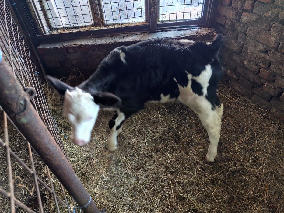 Vând vițea baltata