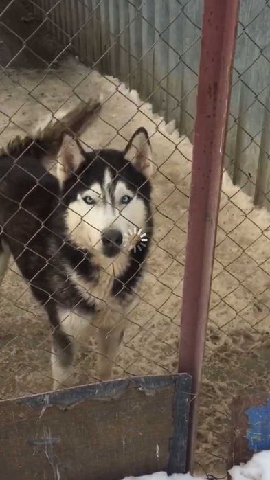 Предлагаем на выбор кавалеров  для вязки