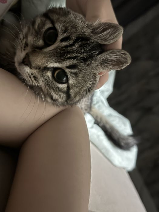 отдам кошку отдам