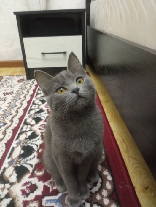 Skotish Strayt 7 oylik zotli sotiladi