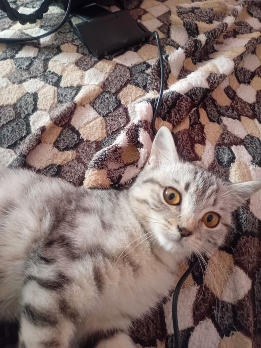 Отдам кошечку в хорошие руки