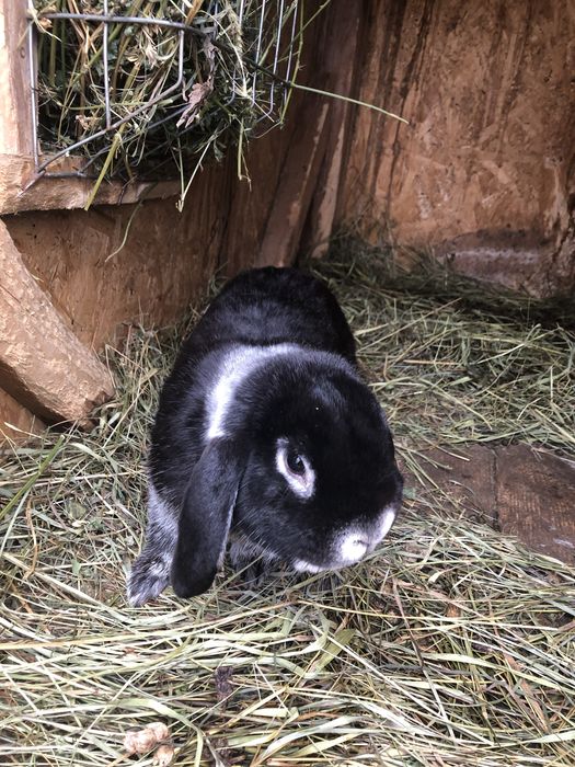 Iepuri berbec german pitic