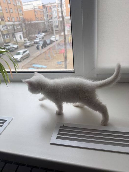 Продаётся милый белый котёнок