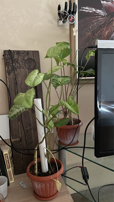 Растения 3 горшка