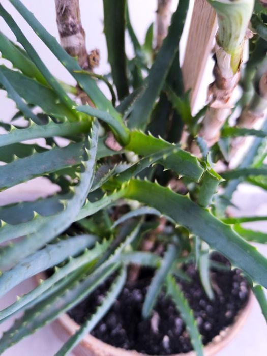 Plantă Aloe Vera