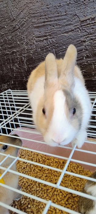 Продаются кролики 4 штуки