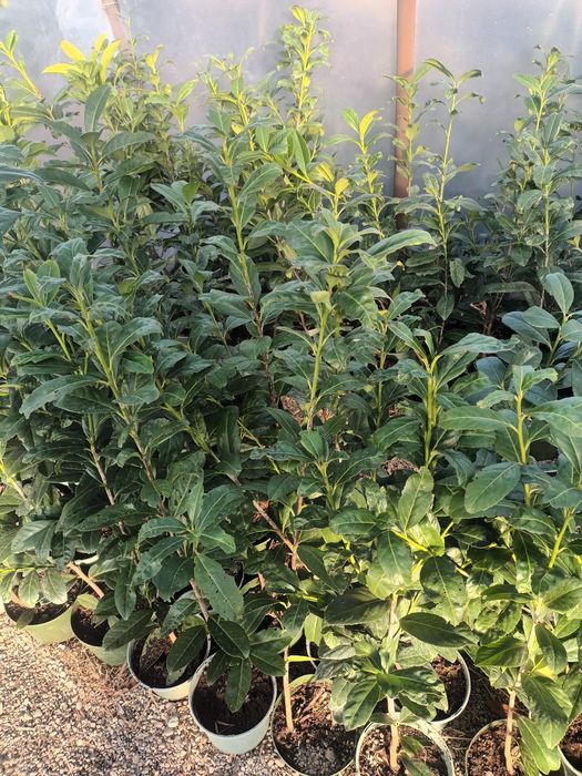 Laur englezesc / Prunus laurocerasus 80/90 cm, /gard viu veșnic verde