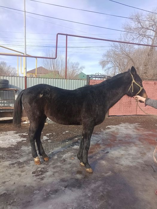 Таза қанды американец Дөнен сатылады