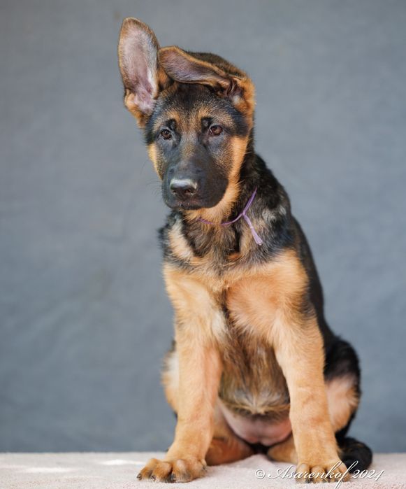 Немецкая овчарка щенки.