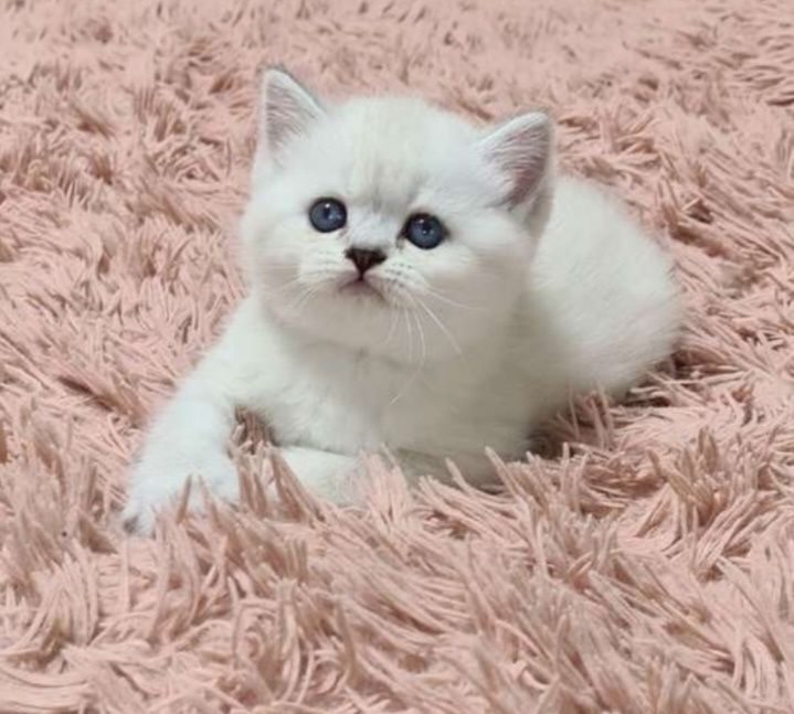 Шотланские котята