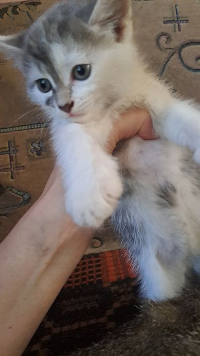 Отдам котёнка в добрые руки