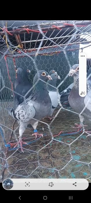 Vand porumbei sau schimb