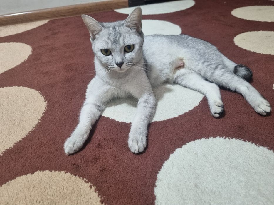 Серебристая шиншиллар киз бола 1 марта тукган