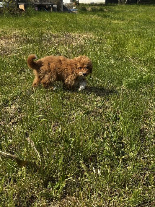 Голдън дудъл / Goldendoodle 3месечна