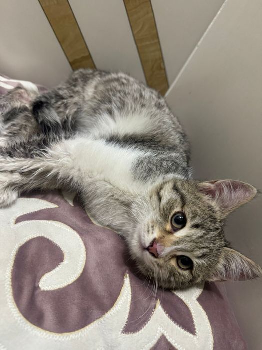 Отдам в добрые руки