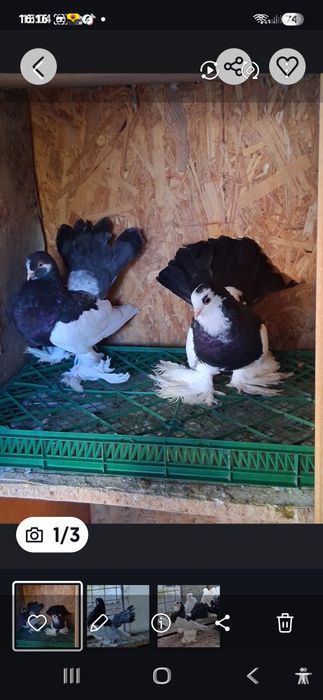 Vand porumbei de ornament