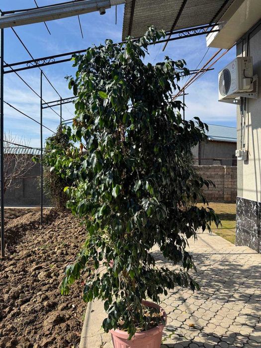 продаются цветы для огорода