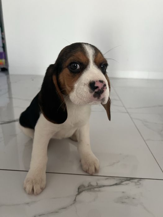 Cățelușă beagle tricolor