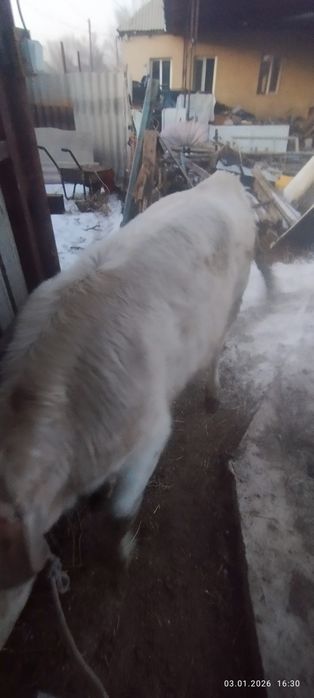 Продам тёлку. Жирная