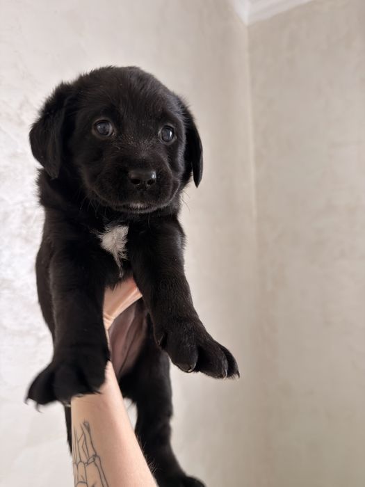 Отдам в добрые хорошие руки щенков