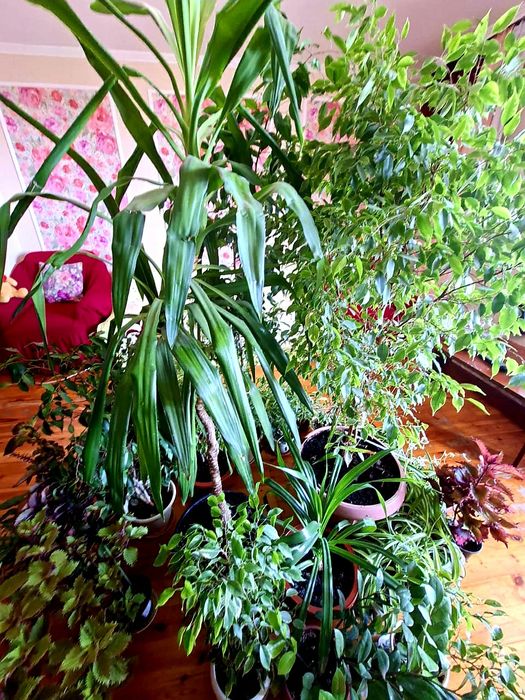 Продам фикусы разного сорта