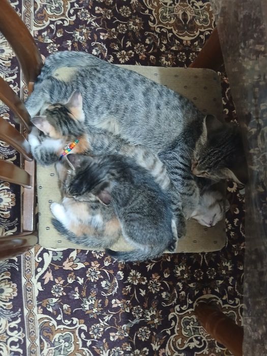 Үйдегі нәзік қолдар порно