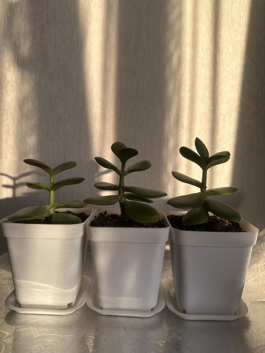 Денежные деревья