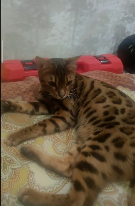 Продам Кошку Бенгал