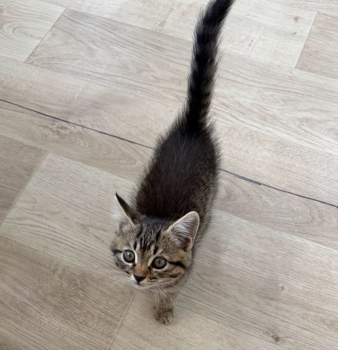 Котенок Девочка в ДОБРЫЕ руки!!!
