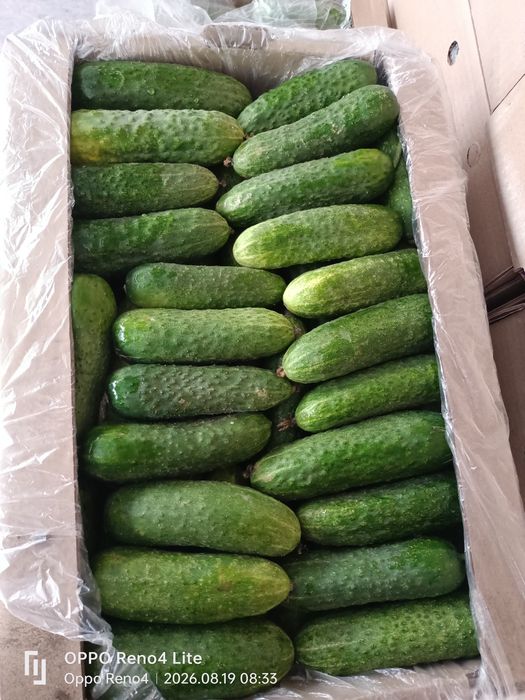 СарыагашскийОгурцы меринда