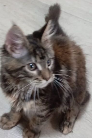 Продам котят мейн-куна!