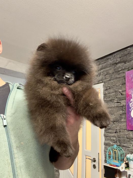 Померан мини померанче