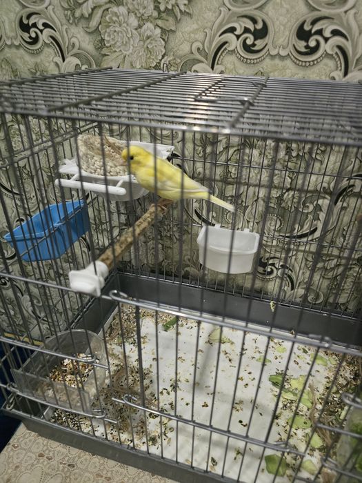 Продаётся канарейка