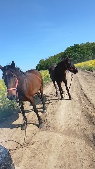 Vând 2 iepe de 8 și 4 ani .