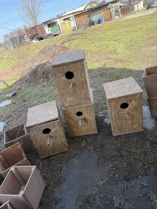 Cauibare papagali nimfe perusi micul alexandru agapornis