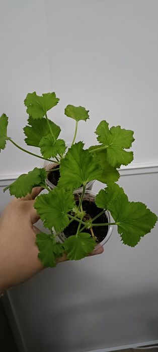 Королевская герань:1200 тенге