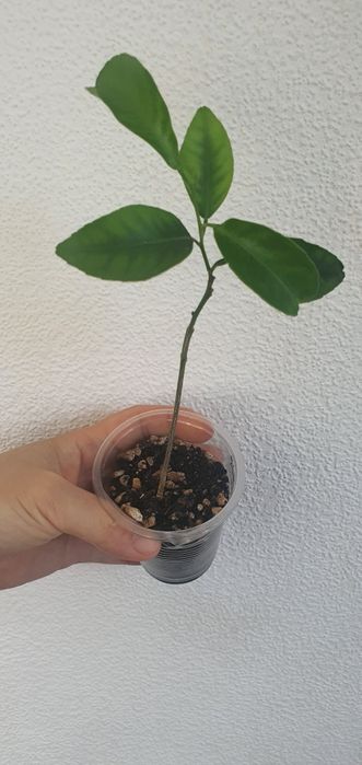 мандарин беби, прививка