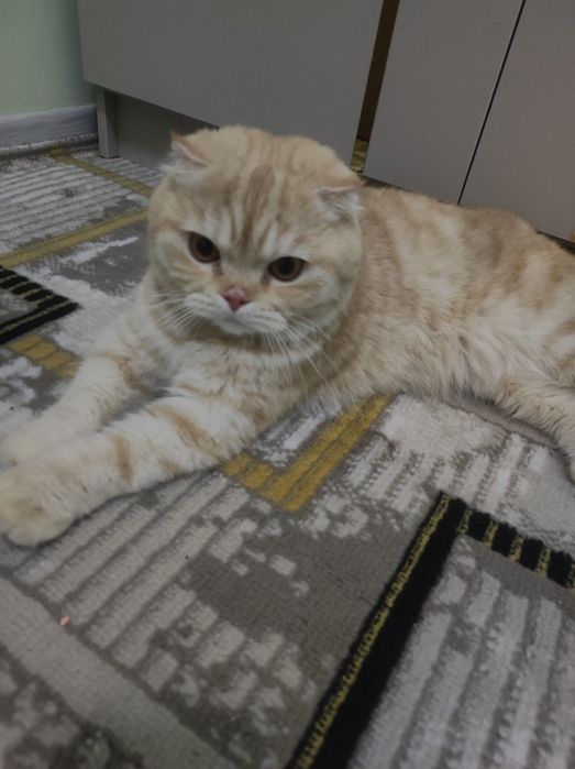 Zottor mushuk,zoti toza