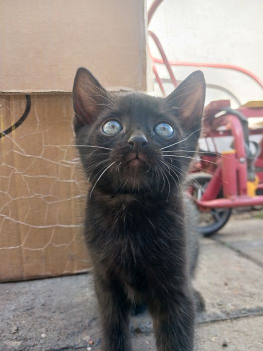 Котёнок бесплатно